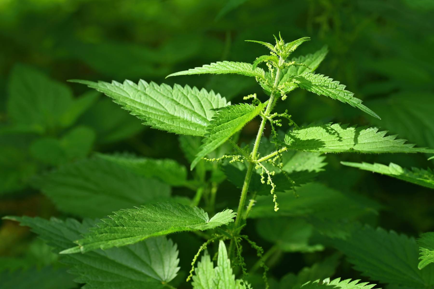 Herb Queen Of The Spring Stinging Nettle Benefits Mother Earth News Herb Queen Of The Spring Stinging Nettle Benefits Mother Earth News